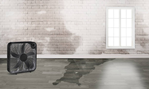 Best Water damage restoration near me  in Defiance, OH